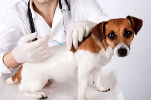 Vacina para cachorro à domicílio