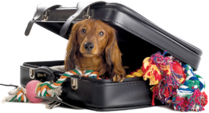 Prepare a bagagem do seu cão e pé na estrada!