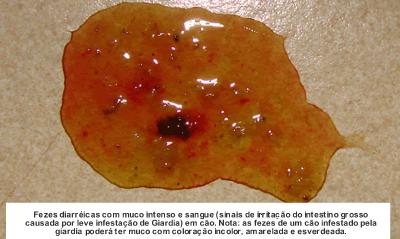 Giardia sintomas cao. Fotó lamblia széklettel