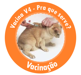 Destaque - Vacina V4 para Gatos